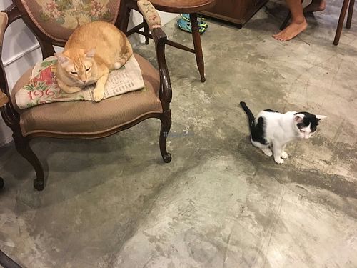 The Owners at Bonita Cafe and Social Club in Bangkok