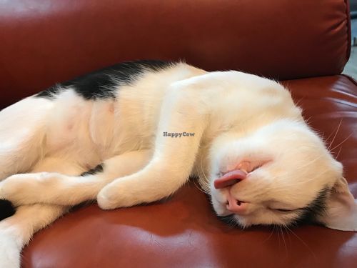 This cat was adorable and sat sleeping quietly the whole visit we were there. Loved her.  at Bonita Cafe and Social Club in Bangkok