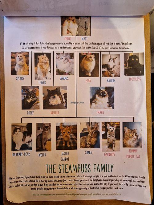  at Steampuss Cat Lounge in Scarborough