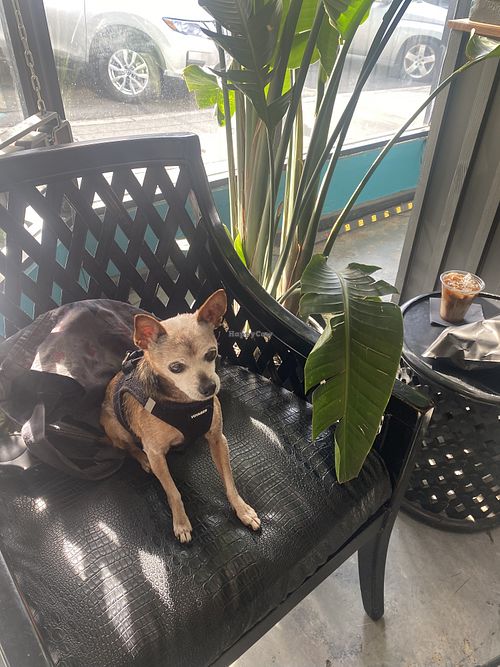 Doggo/Kiddo Friendly #Veganuary at Vivoz in Hayward