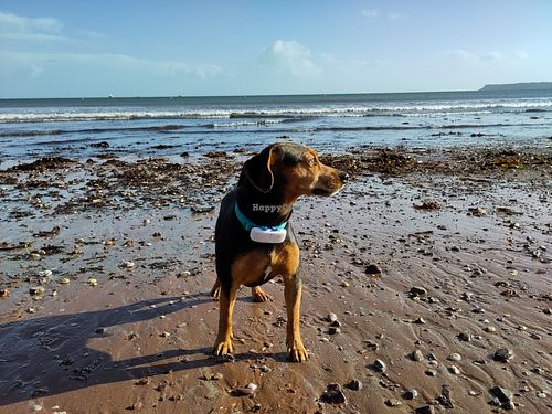 Dog beach in low season at The Miggi Vegan Guesthouse in Paignton