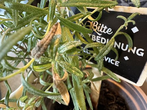 table decoration  at Swing Kitchen in Munich