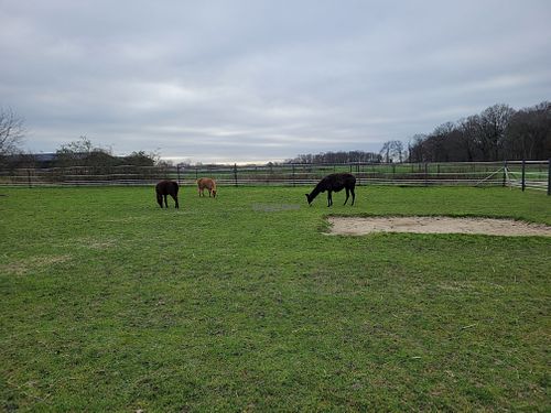 Lamas & Alpakas at Die MonRo Ranch - Der Lebenshof in Moenchengladbach