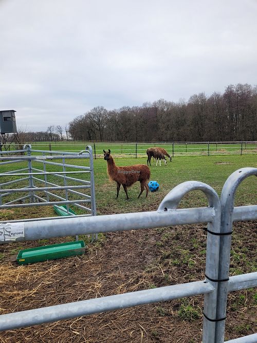 Lamas & Alpakas at Die MonRo Ranch - Der Lebenshof in Moenchengladbach