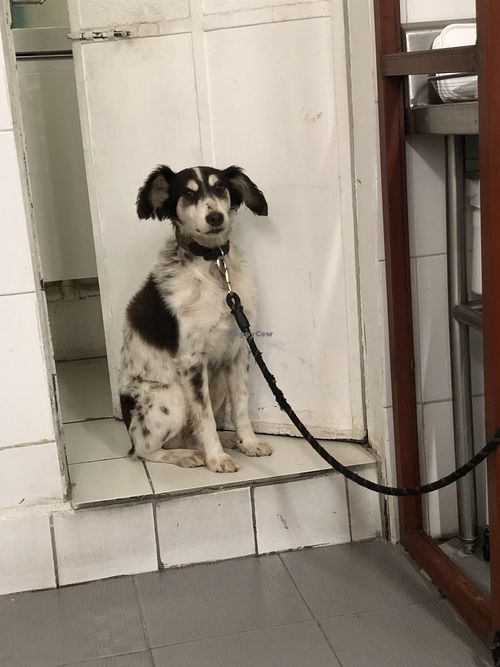 Cute dog that hangs out there  at Sarumino in Mexico City