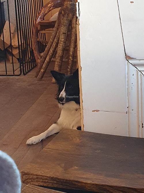 Wee doggy relaxing by the fire at Hollywood Cafe in Hollywood