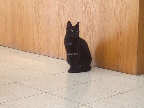 Mizuna (their very friendly and charismatic pet) at Quintal Bioshop in Porto