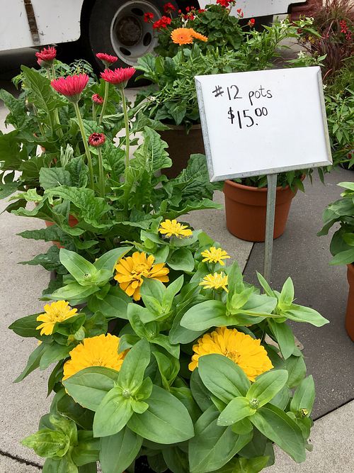 Local nurseries selling flowers at Central Park Plaza Market in Valparaiso