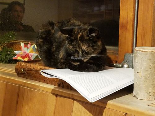 Pets everywhere😍 at Naturhaus Lehnwieser in Ramsau Am Dachstein