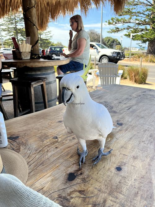 Cheeky little visitor at our table  at Chopstix  in Lorne