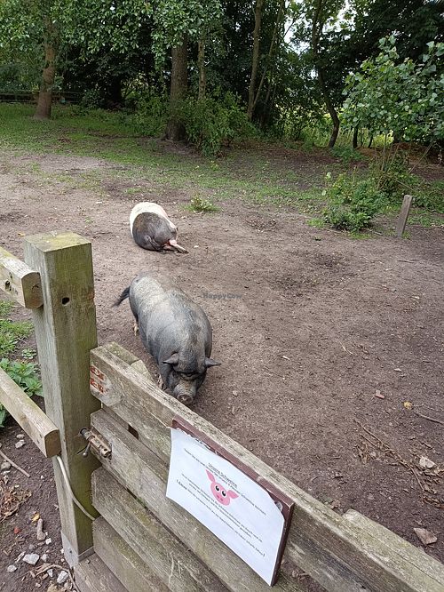 Small sanctuary at Hof Iggewarden in Butjadingen