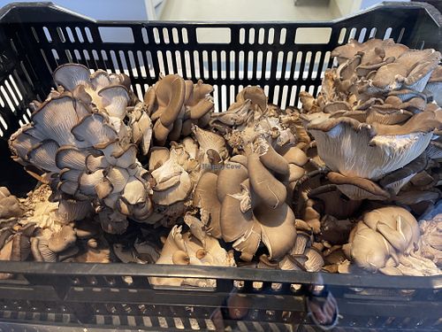 mushrooms!  at Buddha Belly Burger in Sacramento