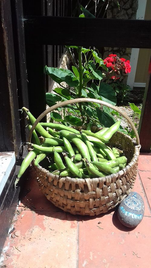 from our organic garden to the table :)
#veganportugal #organicfood #centrotinkuy #sintraportugal at Centro Tinkuy - Gracias a la Vida Association in Sintra