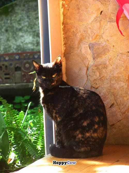 our dear Puchi at Centro Tinkuy - Gracias a la Vida Association in Sintra