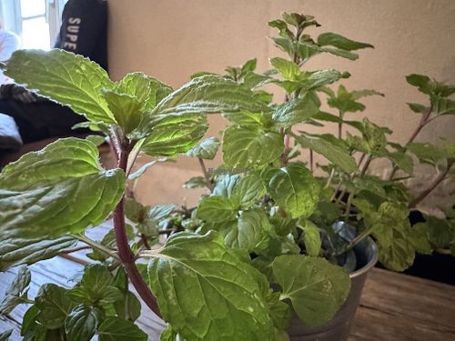 mint  at Blaupause in Luebeck