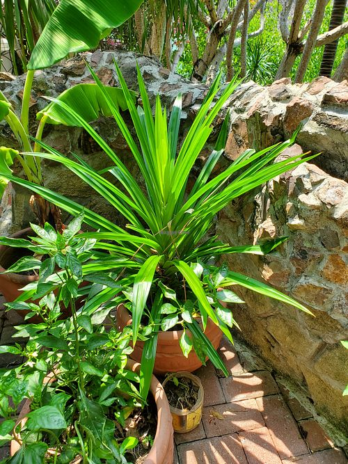 Fresh Pandan growing in the kitchen garden! at Atlantis Restaurant in Puerto Galera