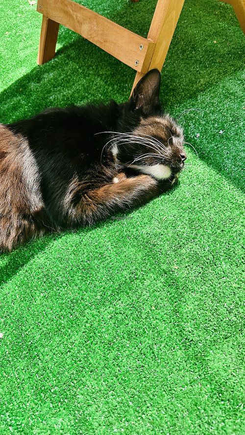 Little friend   at Vento Romano in Istanbul