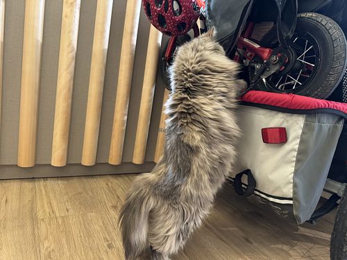 duchesse the climber 🧗  at Katzentempel Minden in Minden