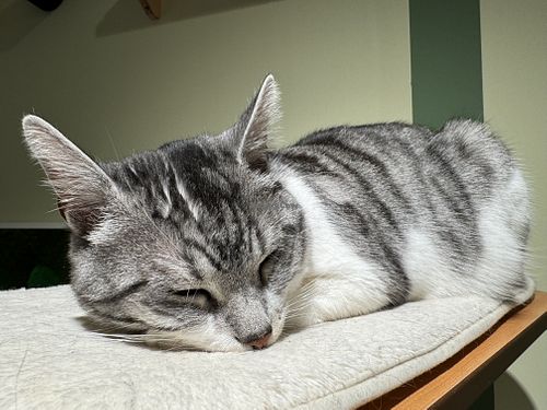 rocky 'the clown'  at Katzentempel Minden in Minden