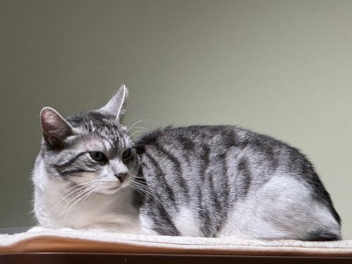 grumpy cat 😸  at Katzentempel Minden in Minden