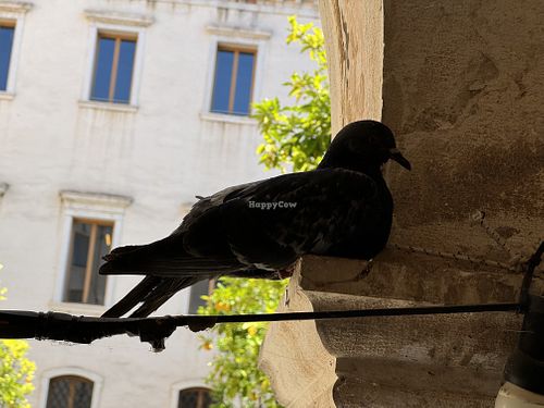 sleepy pigeon  at Combo in Venice