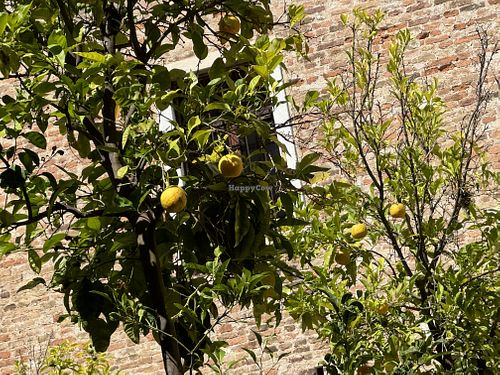 trees  at Combo in Venice