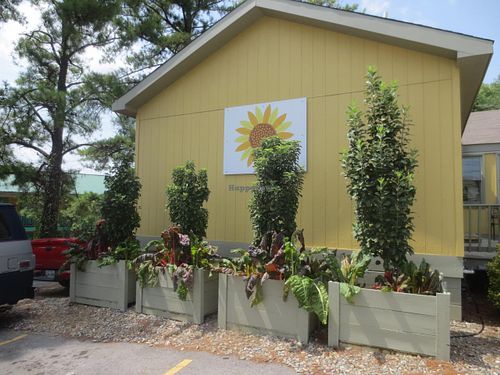 Landscaping with rainbow chard! at Sunflower Cafe in Nashville