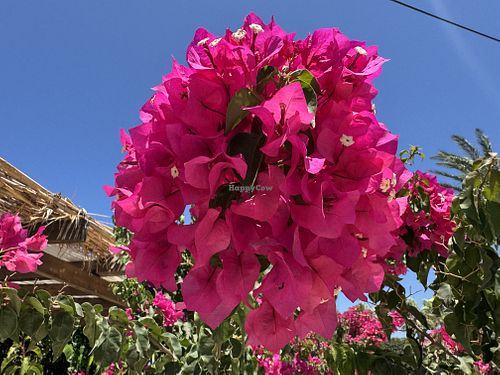 Flowers  at Taverna Ta Filarakia in Rhodes
