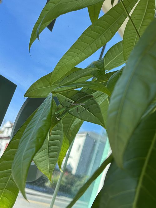 Marvin the mantis   at Tastebuds in Willits