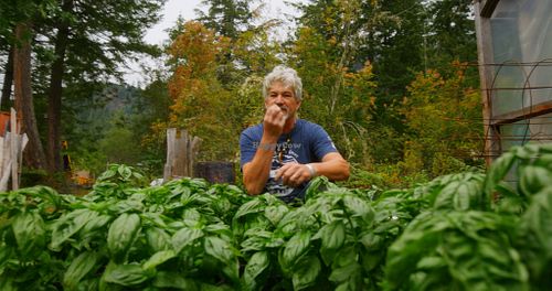 Aldo's basil for his incredible vegan pesto at La Trattoria Italiana in Madeira Park
