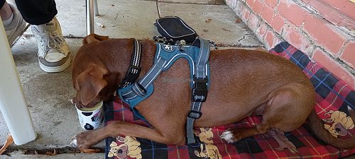 Rylstone Tea Gardens