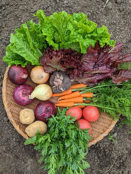 organic green at Chill Out  in Suzuka