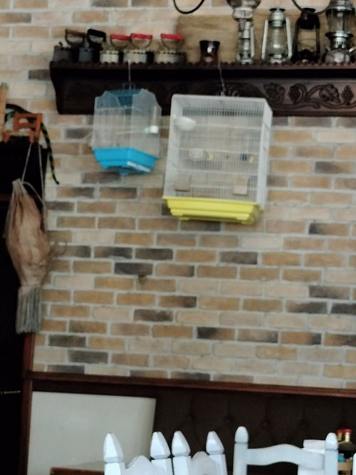 Birds are living beings and they deserve better than to spend their lives in small plastic cages 💔. at Alesta in Kyrenia