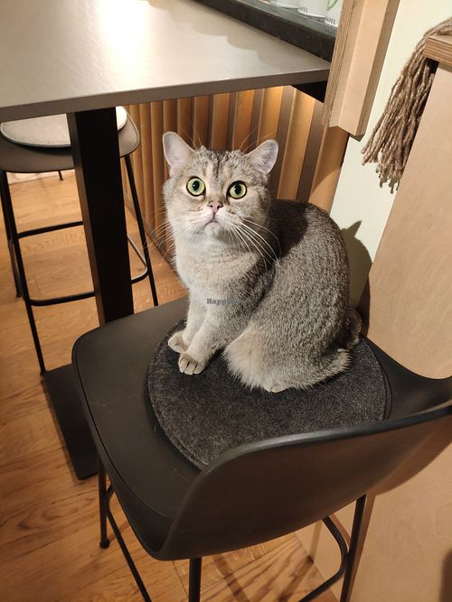 Whiskey at Katzentempel in Cologne