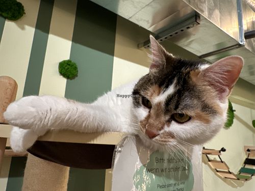 cat  at Katzentempel in Cologne