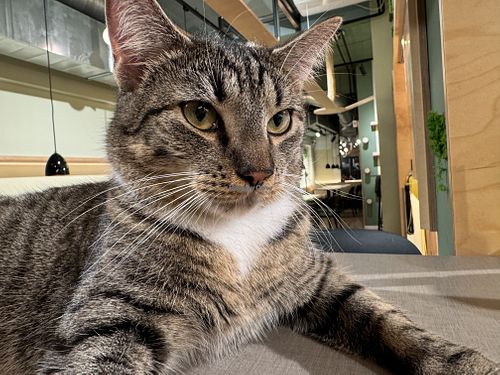 cat  at Katzentempel in Cologne