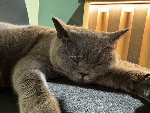 cat  at Katzentempel in Cologne