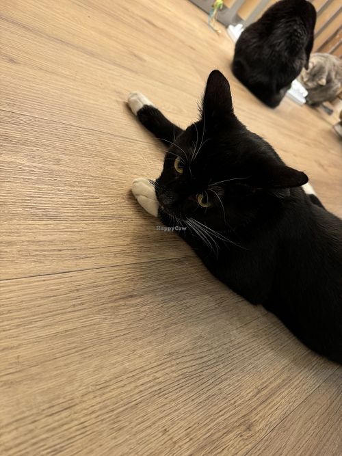   at Katzentempel in Cologne