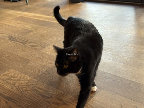 cat  at Katzentempel in Cologne