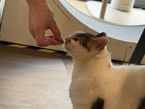 cat  at Katzentempel in Cologne