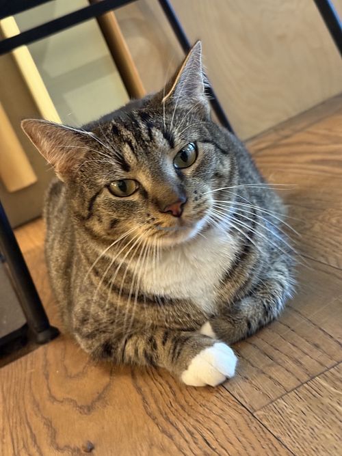 cat  at Katzentempel in Cologne