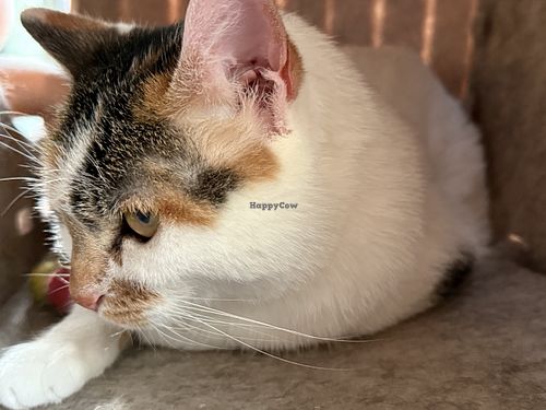 cat  at Katzentempel in Cologne