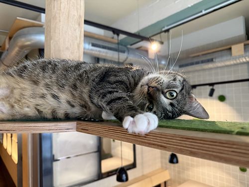 cat  at Katzentempel in Cologne