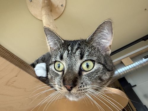 cat  at Katzentempel in Cologne