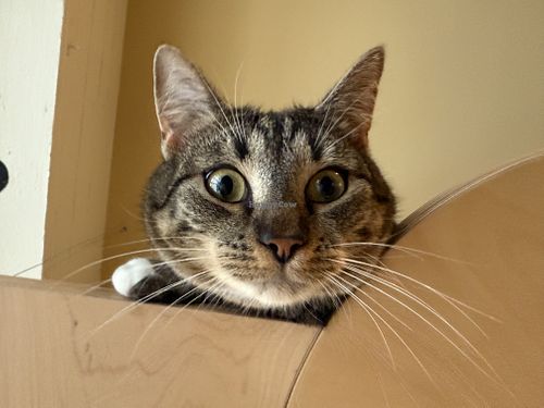 cat  at Katzentempel in Cologne