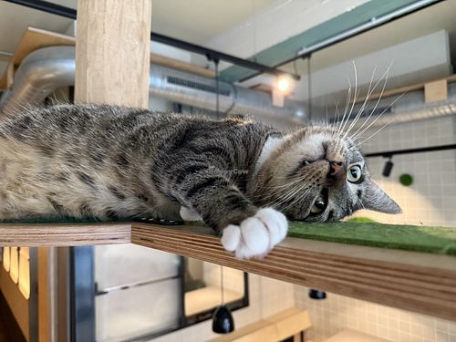 cat  at Katzentempel in Cologne