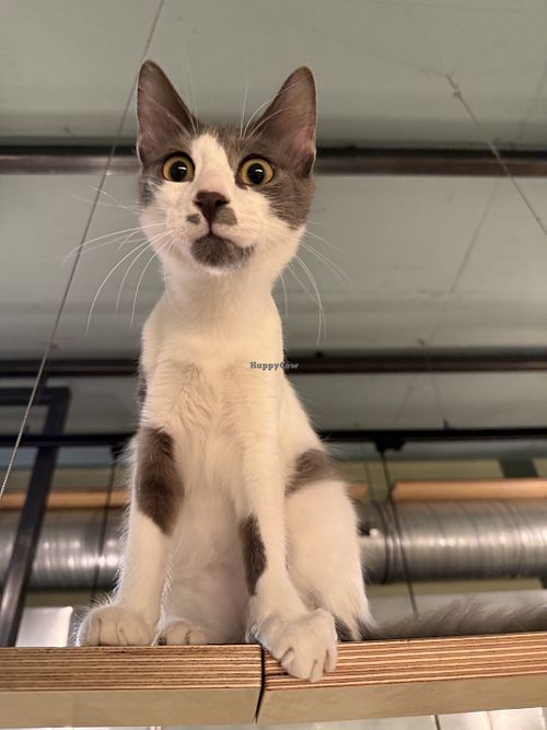 cat  at Katzentempel in Cologne