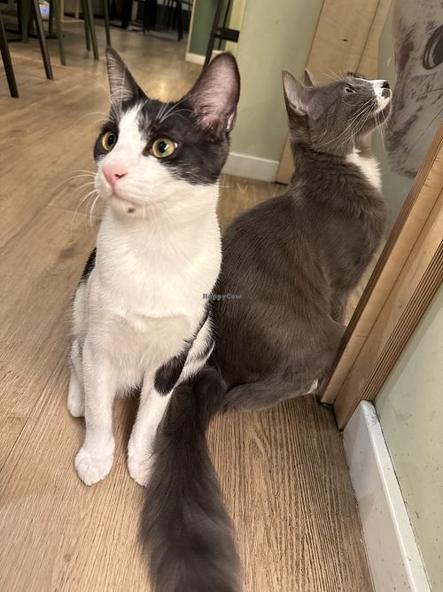 cat  at Katzentempel in Cologne