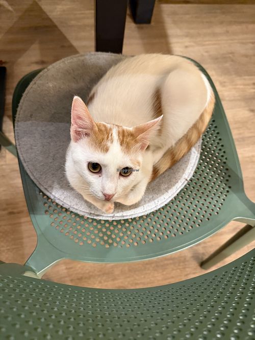 cat  at Katzentempel in Cologne