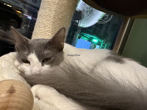 cat  at Katzentempel in Cologne